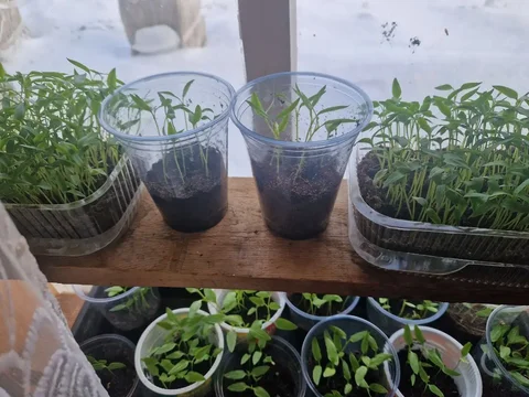 Перец сладкий под пикировку - Пиломатериалы в Братск