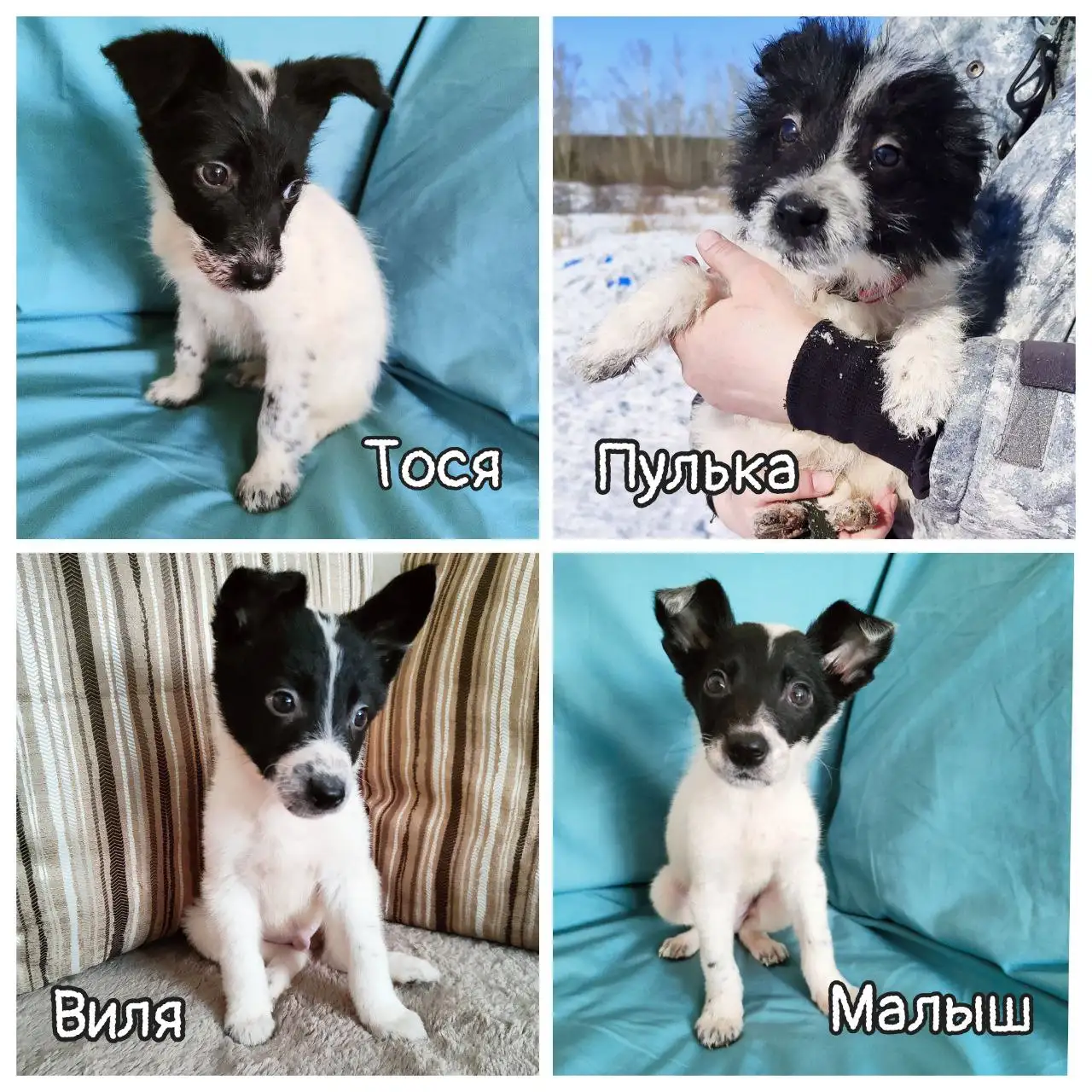 В поисках семьи для привитых животных - Животные в Братск