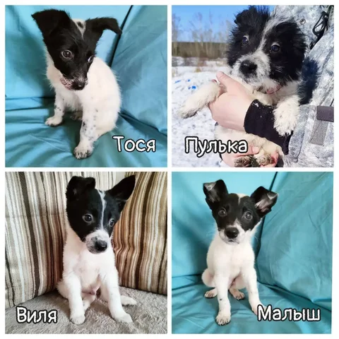 В поисках семьи для привитых животных - Птицеводство в Братск