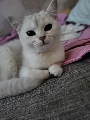 Срочно в связи с отъездом ищет семью кошечка золотая шиншилла - Птицеводство в Братск