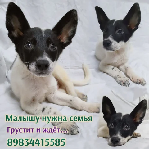 Щенок из приюта города Братска - Птицеводство в Братск