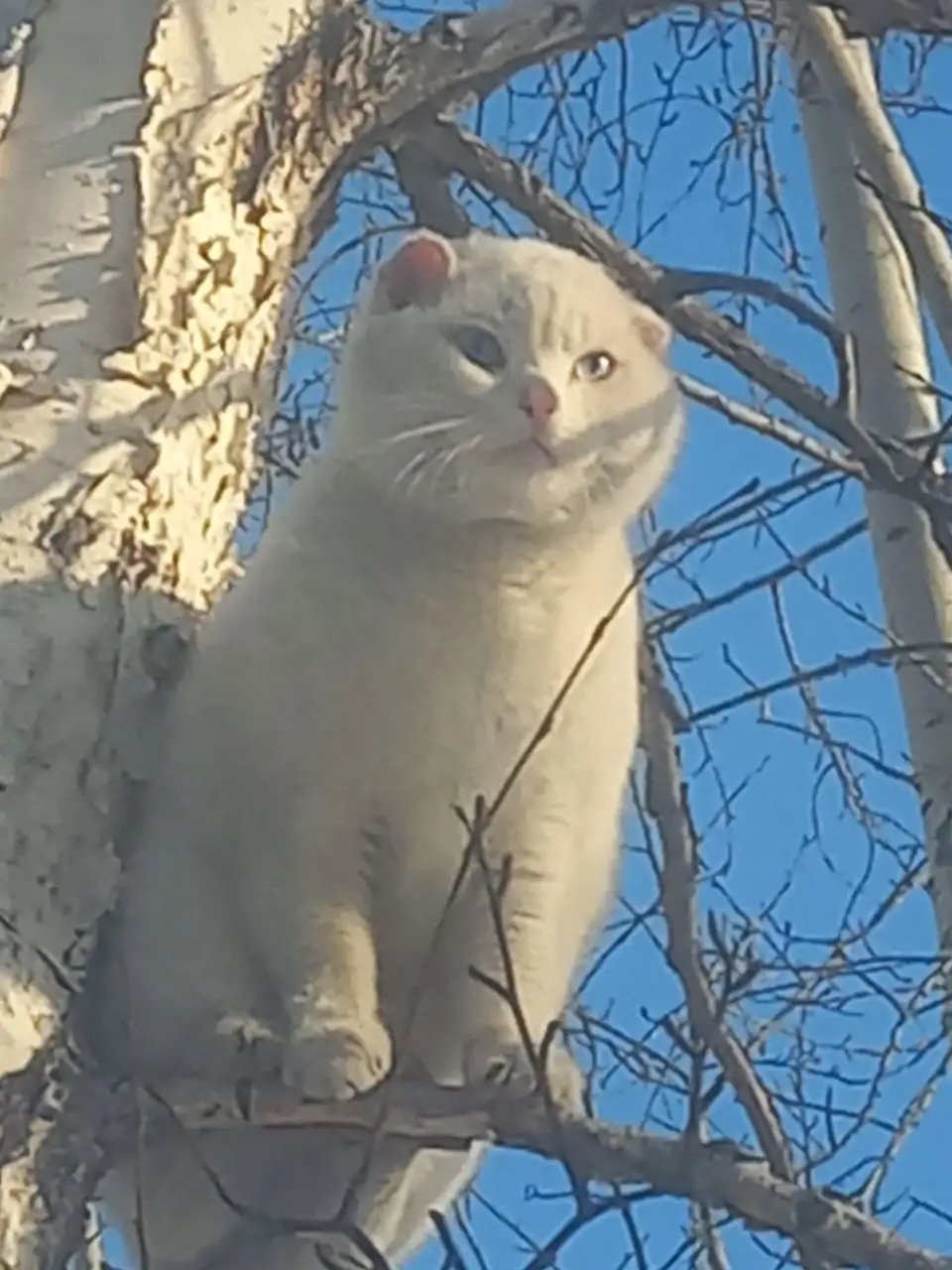 Найден голубоглазый кот в Гидростроителе - Кошки (Животные) в Братск