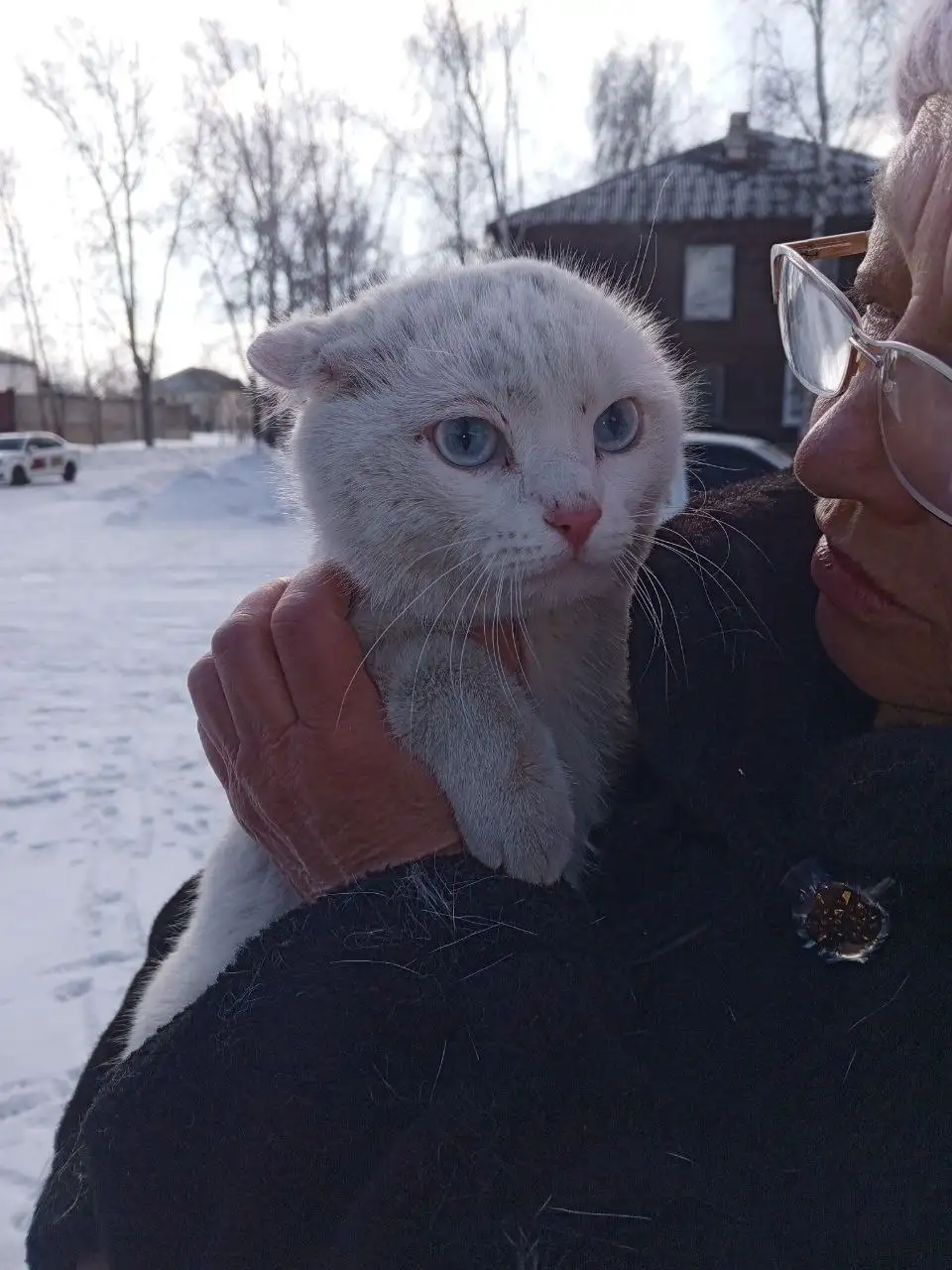 Найден голубоглазый кот в Гидростроителе - Кошки (Животные) в Братск