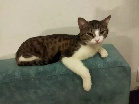 Кошечка ищет семью - Птицеводство в Братск