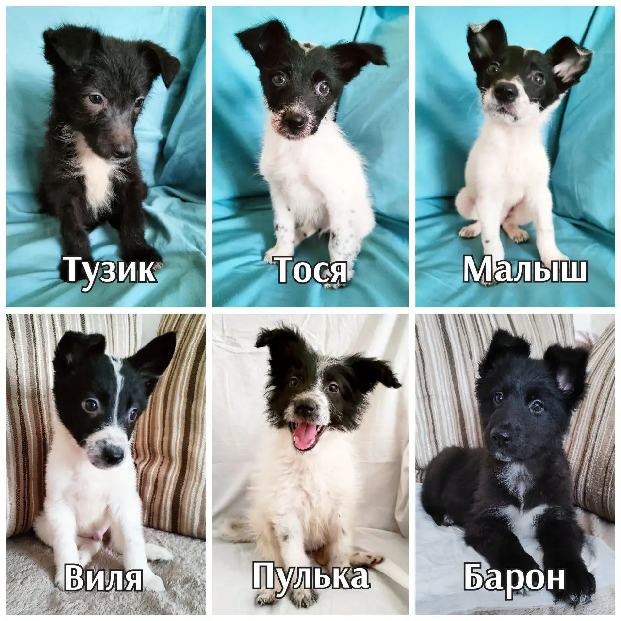 Щенки в добрые руки - Собаки (Животные) в Братск