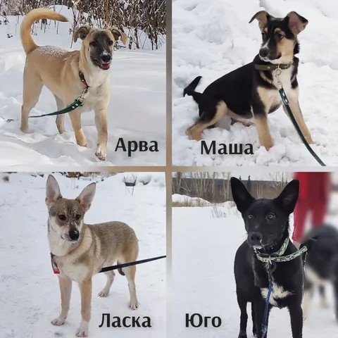 Ищем семью для животных - Аксессуары для животных в Братск