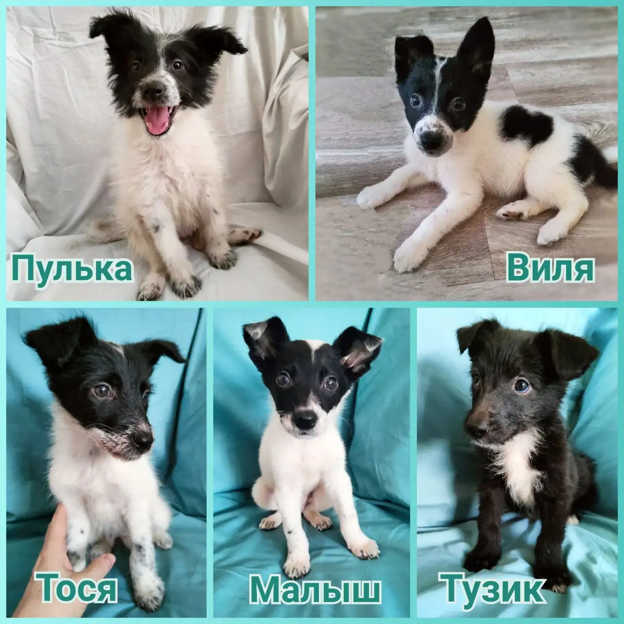 Щенки из приюта в добрые руки - Собаки (Животные) в Братск