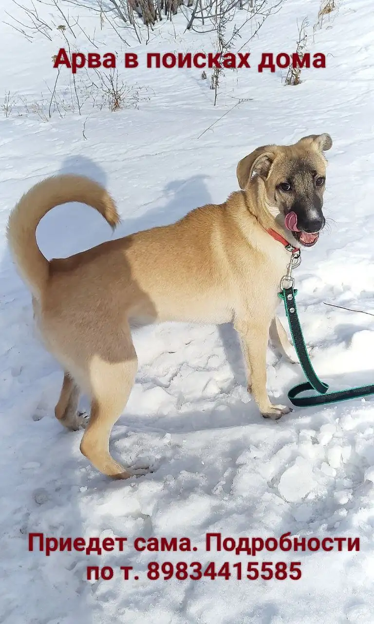 Щенок с охранными качествами в приюте - Собаки (Животные) в Братск