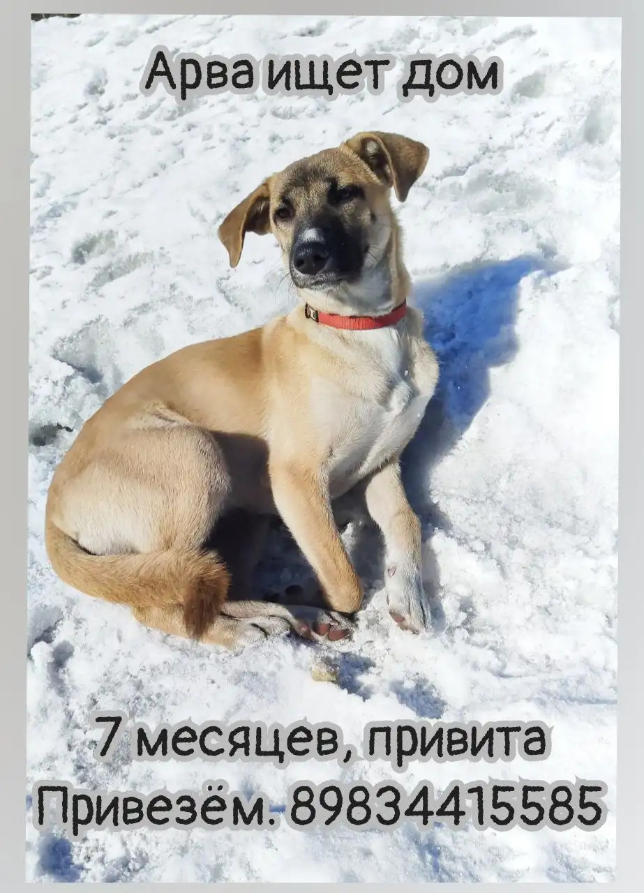 Щенок с охранными качествами в приюте - Собаки (Животные) в Братск