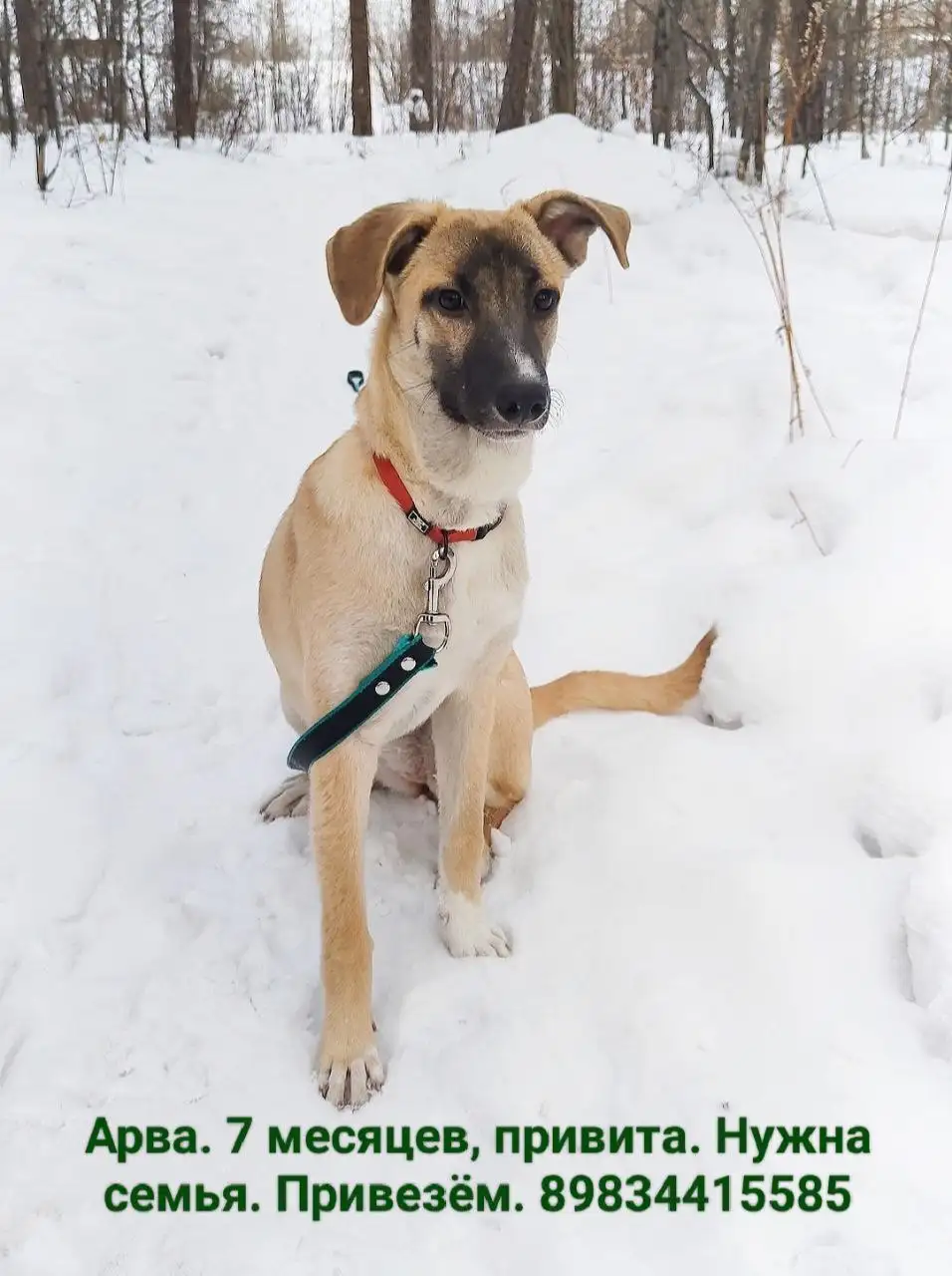 Щенок с охранными качествами в приюте - Собаки (Животные) в Братск