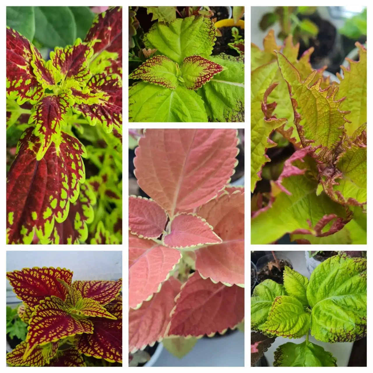 Продажа срезов в Братске - Барахолка в Братск