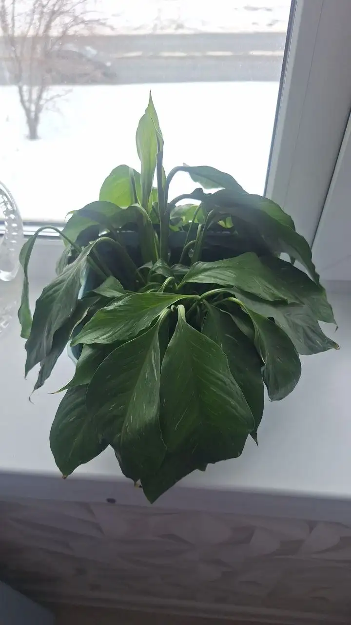 Спатифилум отдам за копеечки - Растения (Барахолка) в Братск