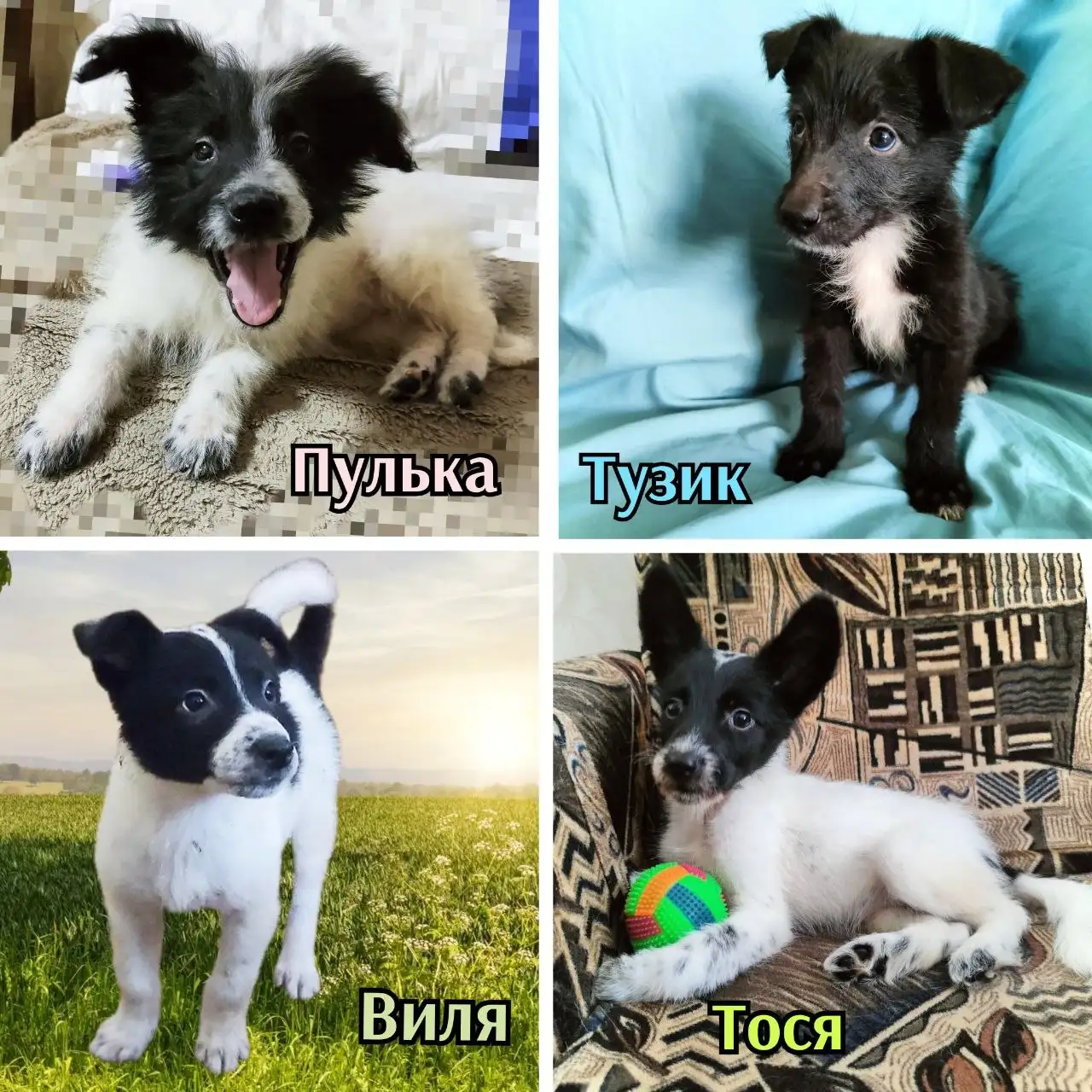 Щенки из приюта в Братске - Собаки (Животные) в Братск