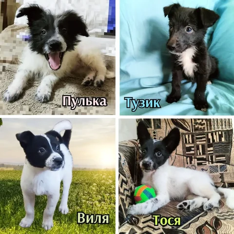 Щенки из приюта в Братске - Одежда для животных в Братск