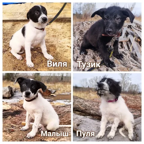 Щенки в Братске - Одежда для животных в Братск