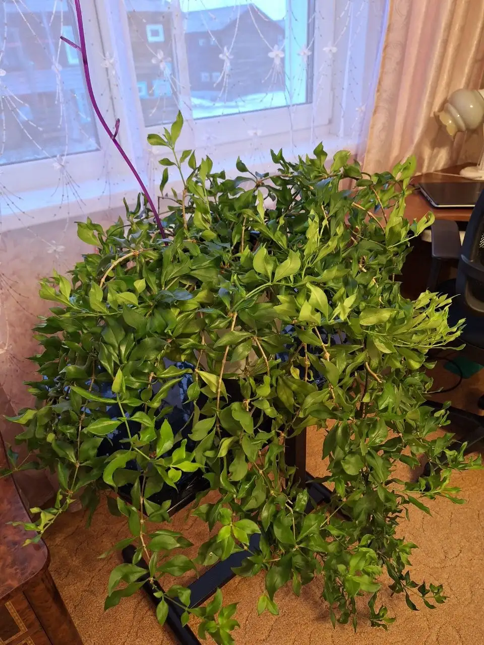 Продажа цветка Жар-птица - Растения (Хобби и отдых) в Братск