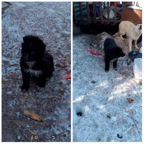 Ищу дом для щенка 2 месяцев - Одежда для животных в Братск