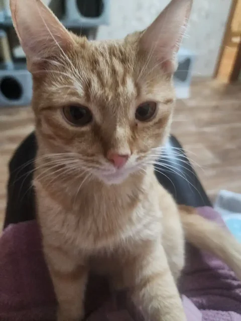 Молодой котик кастрат ищет дом - Животные в Братск