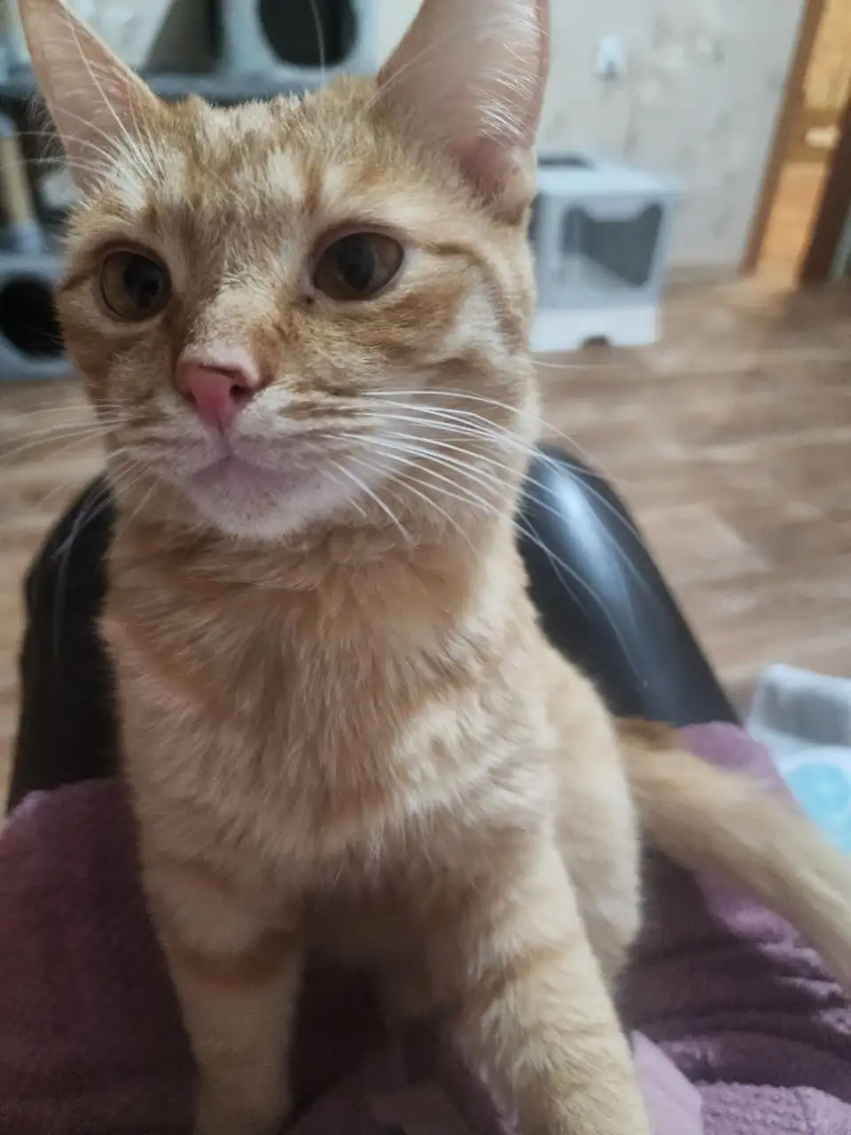 Молодой котик кастрат ищет дом - Кошки (Животные) в Братск