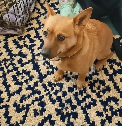 Пёсик Микки ищет семью - частное объявление в Братск