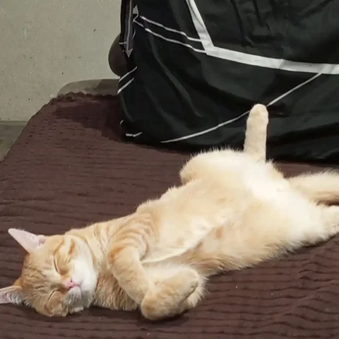 Ласковый мальчик 7 мес. ищет дом - частное объявление в Братск