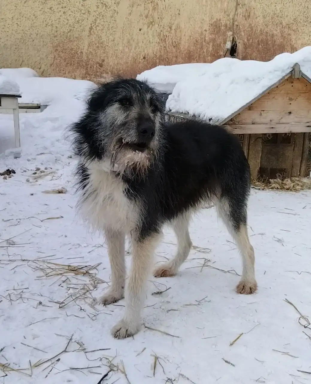 Собака Альма ищет дом - Собаки (Животные) в Братск