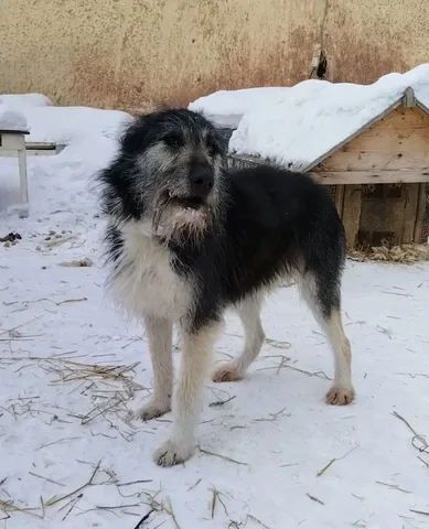 Собака Альма ищет дом - Собаки в Братск