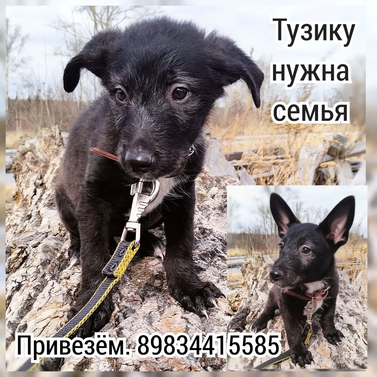 Щенок Тузик из приюта города Братска - Собаки (Животные) в Братск