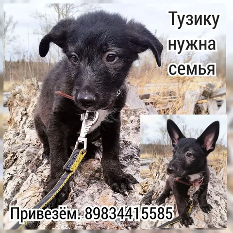 Щенок Тузик из приюта города Братска - Собаки в Братск