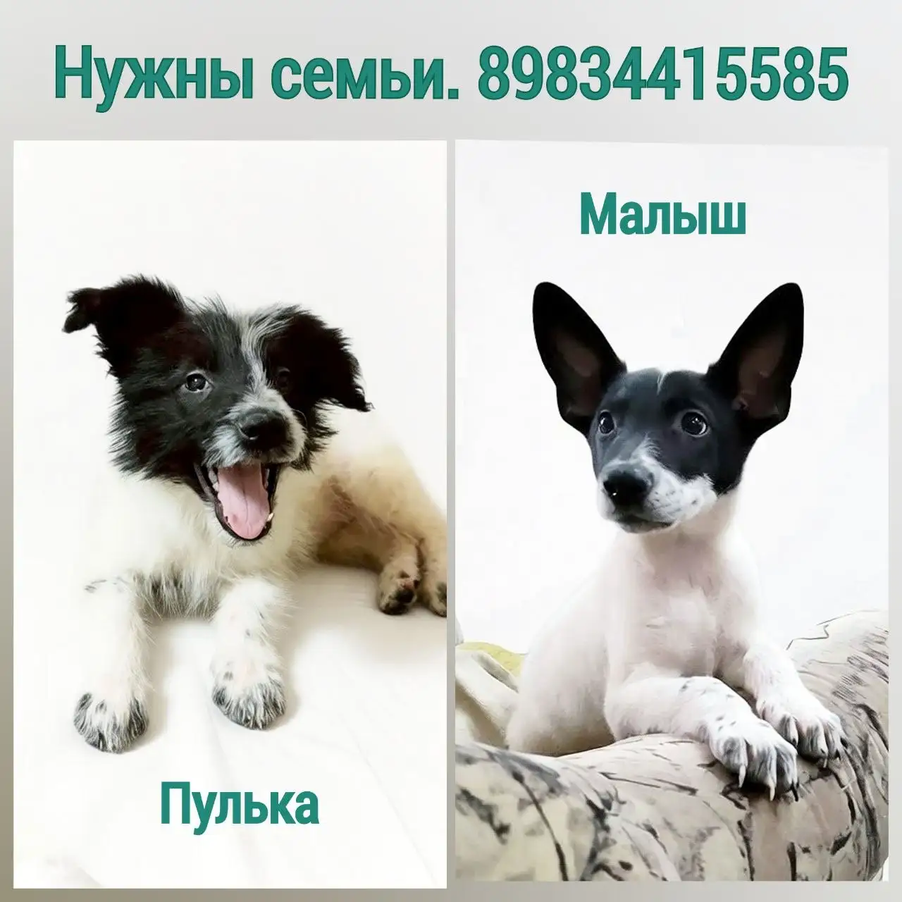 Щенки из приюта в Братске - Собаки (Животные) в Братск