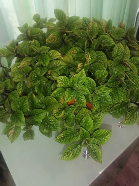 Черенки плектрантус реснитчатый - Сувениры и коллекционирование в Братск