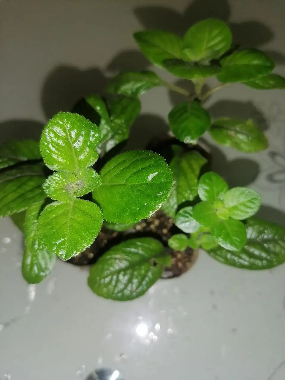 Черенки плектрантус реснитчатый - Растения (Хобби и отдых) в Братск