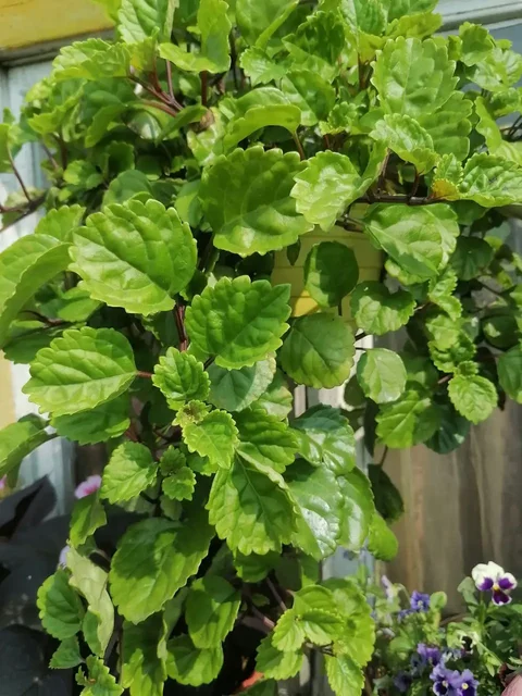 Продам плектрантус южный - Инструменты в Братск