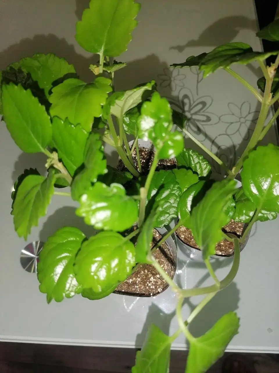 Продам плектрантус южный - Растения (Для дома и дачи) в Братск