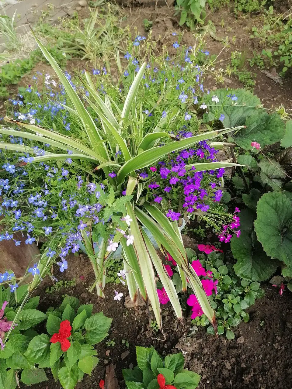 Черенки хлорофитума - Растения (Барахолка) в Братск