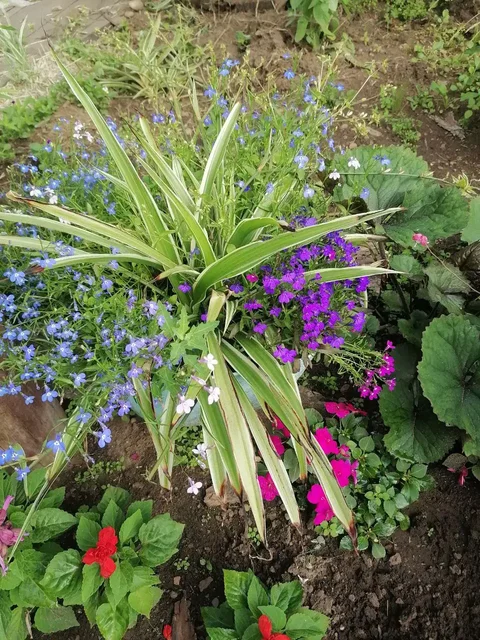 Черенки хлорофитума - Инструменты в Братск