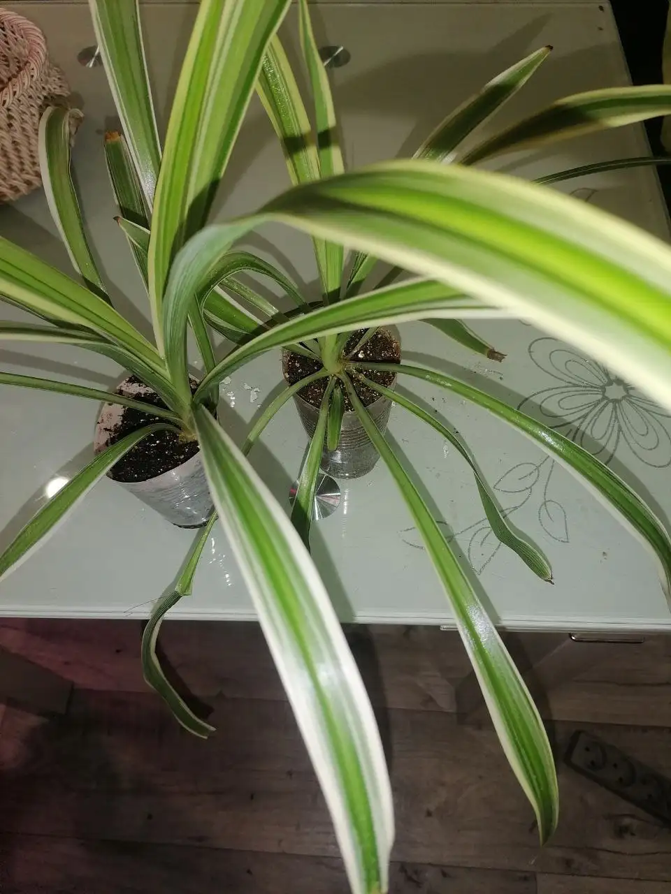 Черенки хлорофитума - Растения (Барахолка) в Братск
