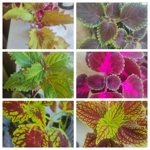 Продажа растений колеуса и срезов в Братске - Сувениры и коллекционирование в Братск