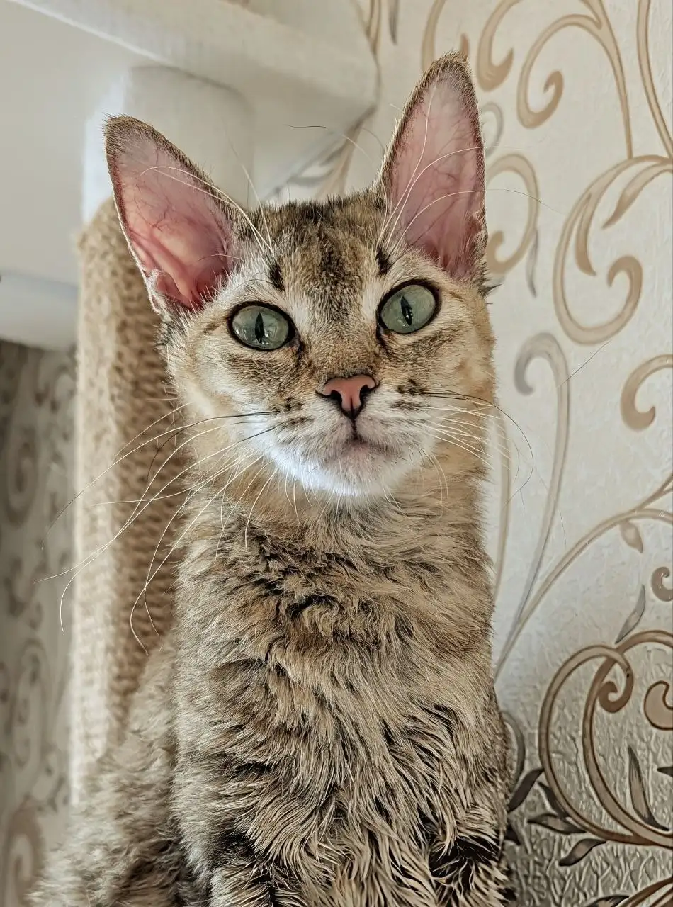 Помесь сфинкса, стерилизованная кошечка - Кошки (Животные) в Братск