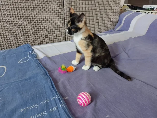 Девочка подросток для семьи - Кошки в Братск