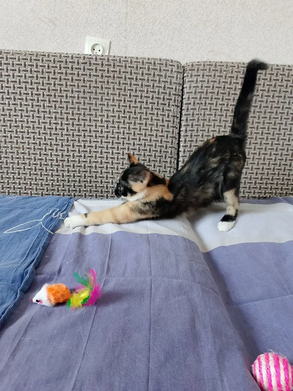 Девочка подросток для семьи - Кошки (Животные) в Братск