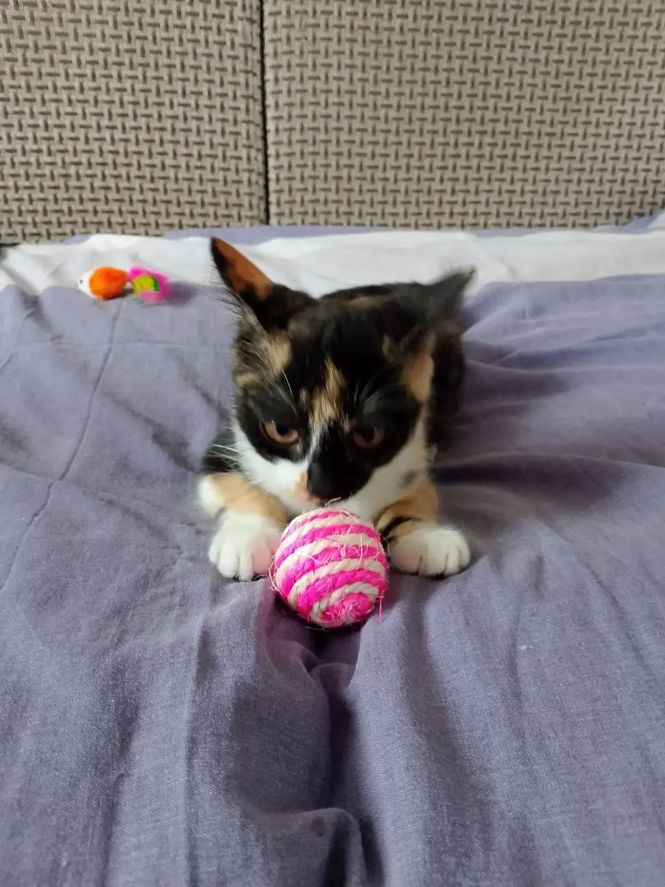 Девочка подросток для семьи - Кошки (Животные) в Братск