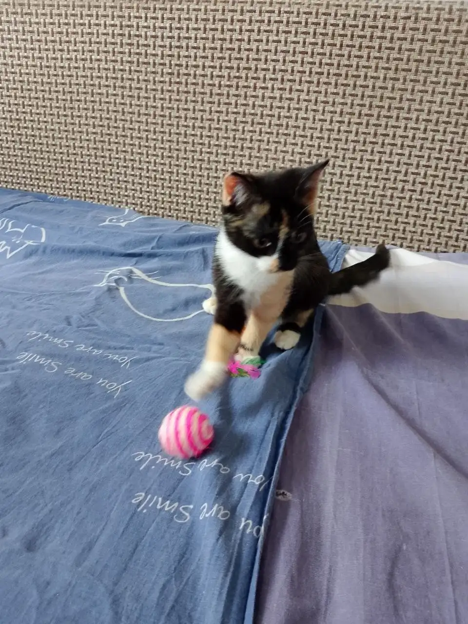 Девочка подросток для семьи - Кошки (Животные) в Братск