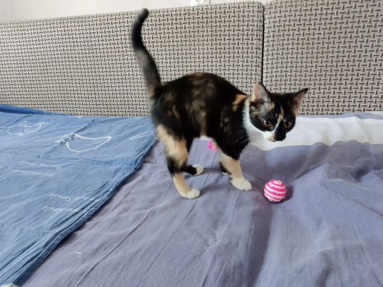 Девочка подросток для семьи - Кошки (Животные) в Братск