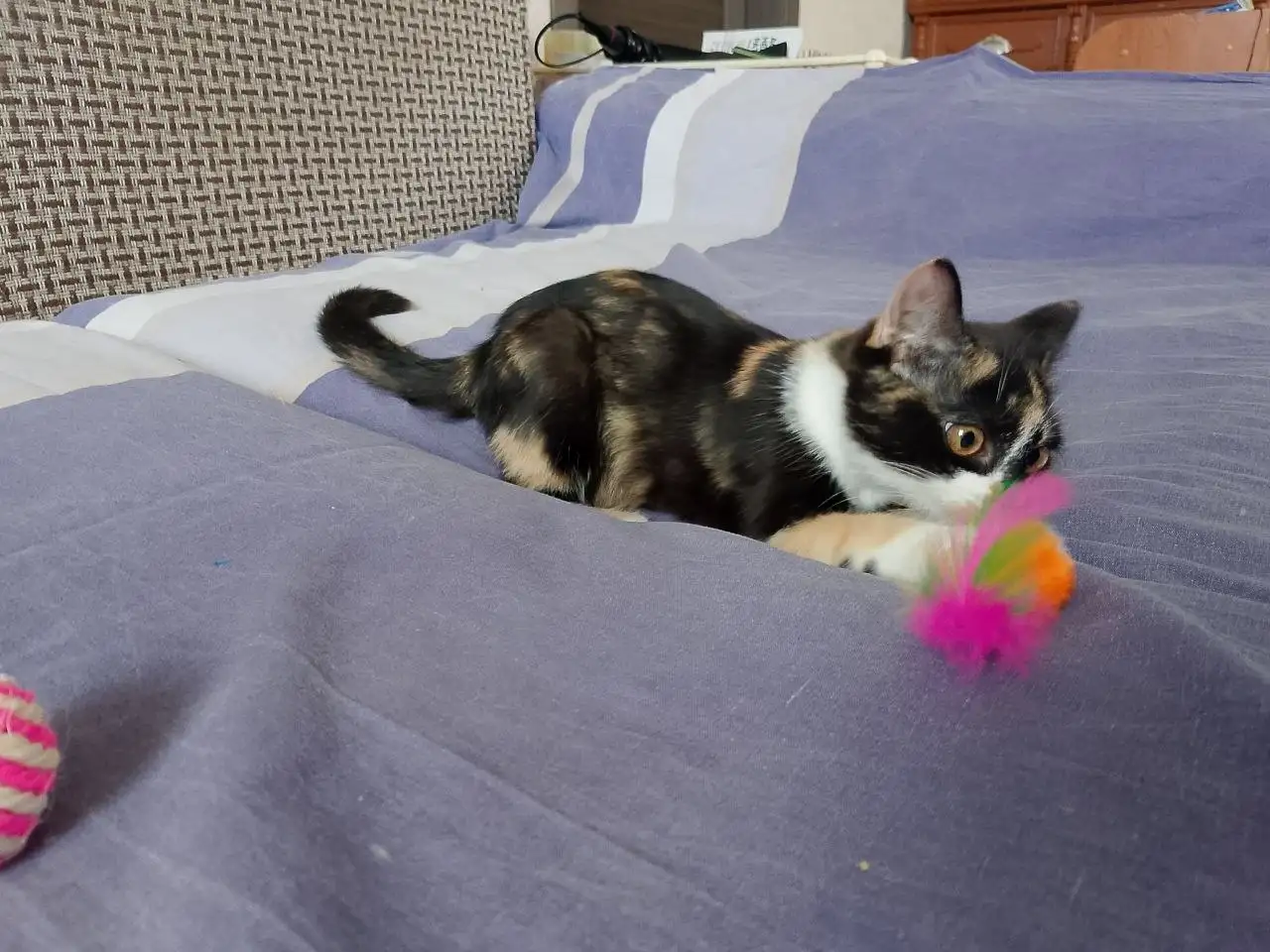 Девочка подросток для семьи - Кошки (Животные) в Братск