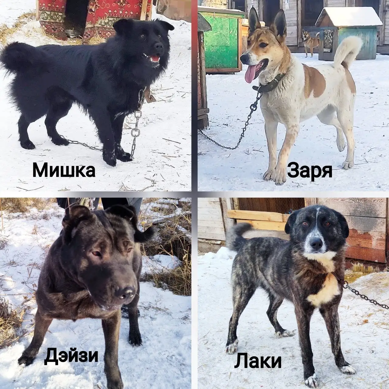 Привитые стерильные животные из приюта в Братске - Кошки и собаки (Животные) в Братск