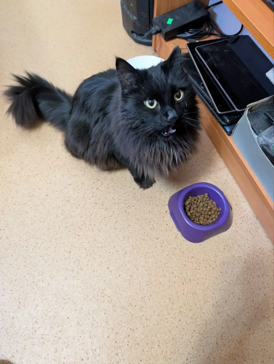 Найдена кошка помесь мейн-куна в Братске - Кошки (Животные) в Братск