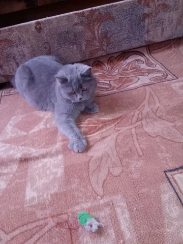 Отдам кошку в добрые руки - Щенки в Братск