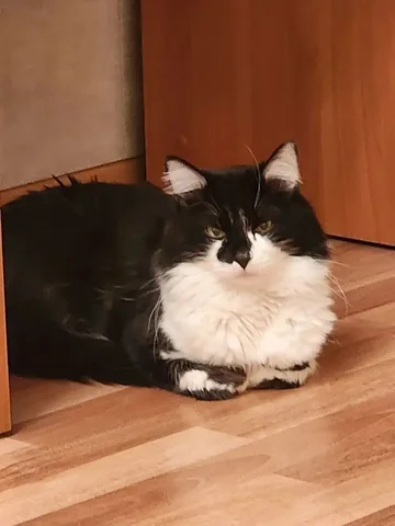 Умный ласковый котик кастрат ищет семью - Щенки в Братск