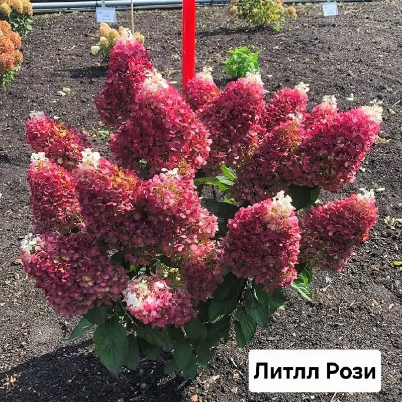 Саженцы гортензии и спиреи от 500 руб. - Растения (Хобби и отдых) в Братск